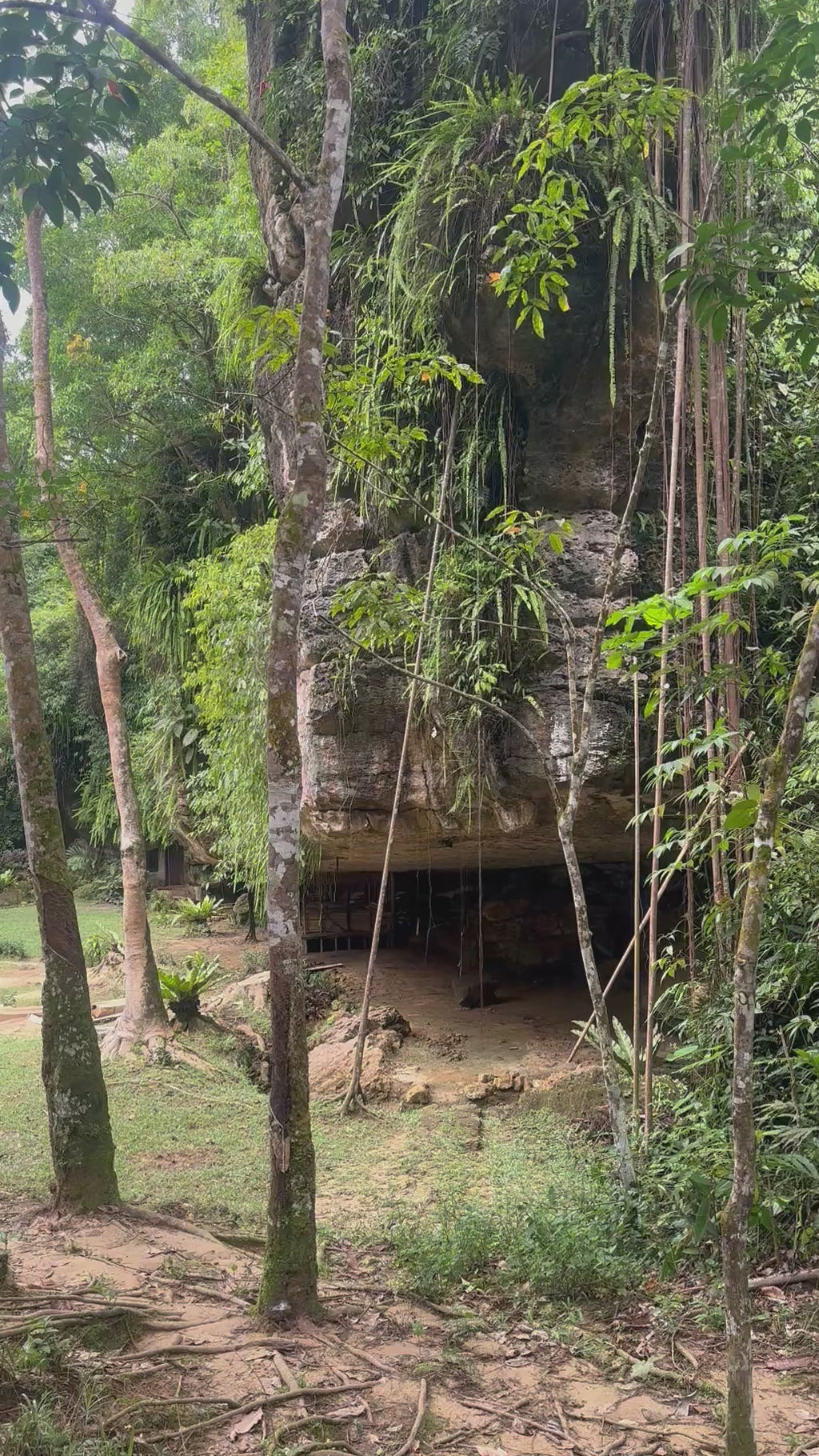 SUMATRA | Anillo mariposa