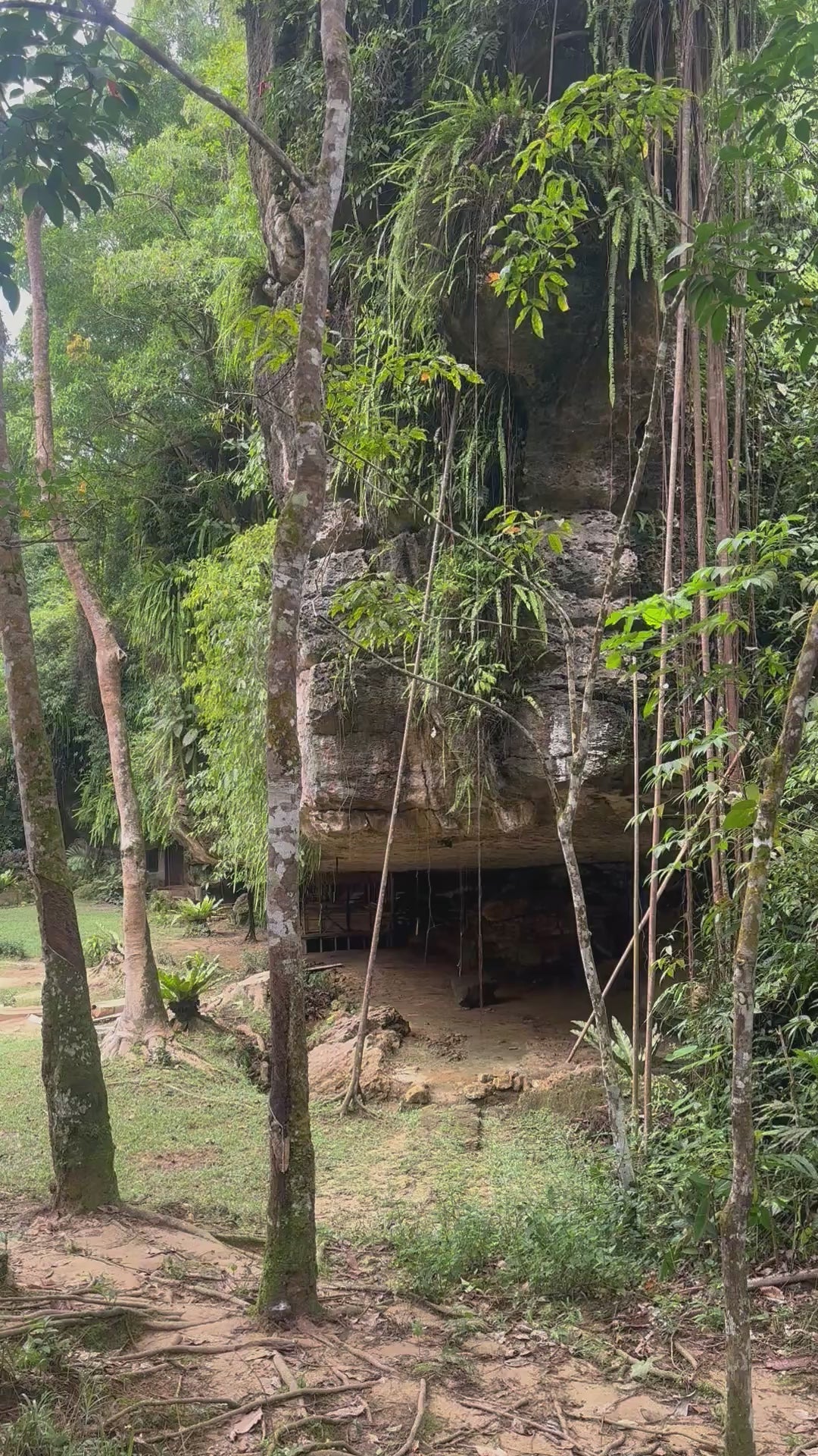 SUMATRA | Anillo mariposa
