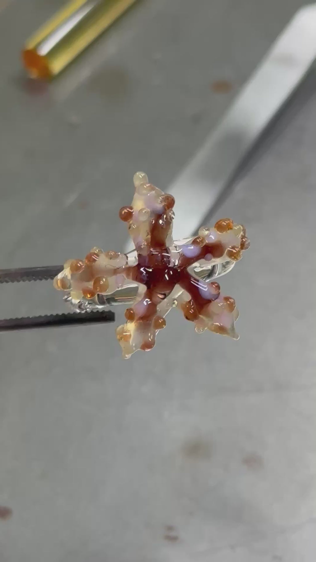 Anillo estrella de mar